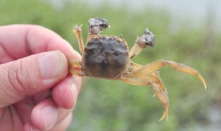 螃蟹養(yǎng)殖方法小竅門 螃蟹怎么養(yǎng)殖