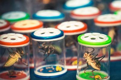 蟈蟈和蛐蛐的區別