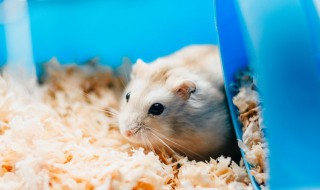 倉(cāng)鼠舔人代表什么 倉(cāng)鼠舔人有什么可能嗎