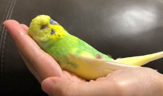 什么鸚鵡最好上手 什么鸚鵡好養