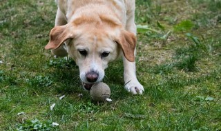 狼青幼犬喂養方法 狼青幼犬的養殖方法