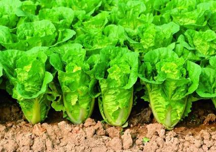 白菜幾月份種植合適