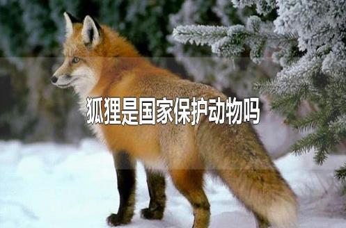 狐貍是國家保護動物嗎？
