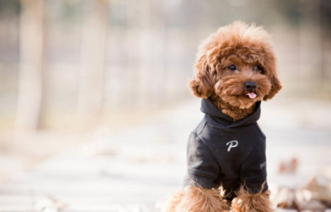 泰迪掉牙以后能活幾年