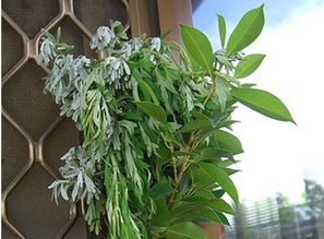 端午節為什么掛艾草？掛艾草的寓意是什么？