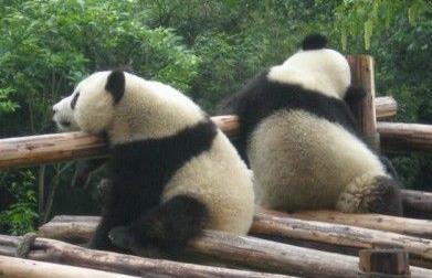 介紹熊貓的最詳細(xì)的資料 適合三年級(jí)學(xué)生