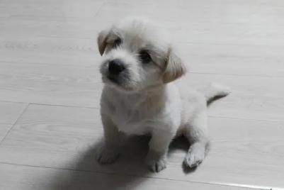 一個月零六天的小笨狗吃什么？