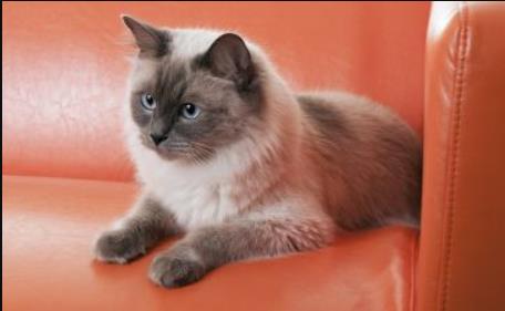 重點色布偶貓是指什么 重點色布偶貓性格好嗎