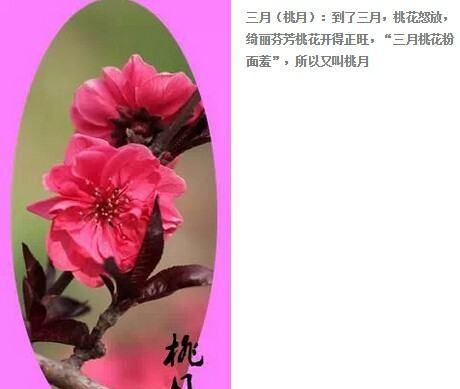 在我國桃月是指,桃花粉面羞下句圖1