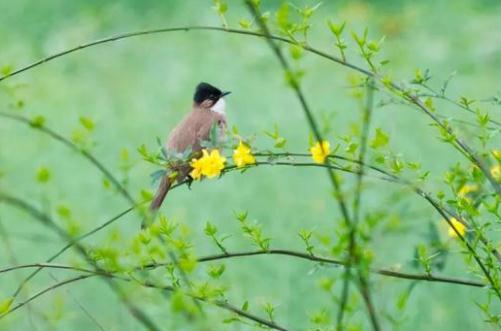 盼望著盼望著是什么課文 盼望著盼望著是哪篇課文