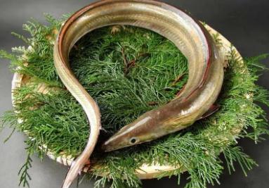 鰻魚為什么不能人工繁殖(鰻魚是怎么繁殖的)