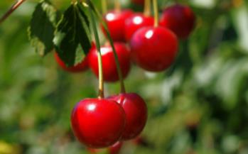 櫻桃什么季節成熟 櫻桃具體是什么季節成熟