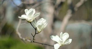 玉蘭和木蘭的區(qū)別 玉蘭和木蘭有哪些區(qū)別