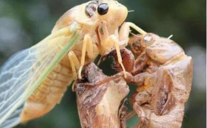 金蟬怎么養(yǎng)殖? 金蟬如何養(yǎng)殖?