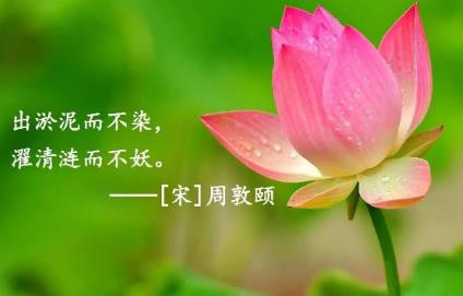 有關荷花的詩句 哪些詩句描寫荷花