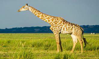 有關長頸鹿的外形特點描寫（長頸鹿的外形特點怎么寫）