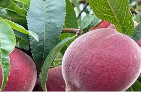 毛桃的功效與作用 毛桃的食用禁忌介紹