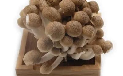 云南什么時候蘑菇最多 云南的蘑菇上市時間