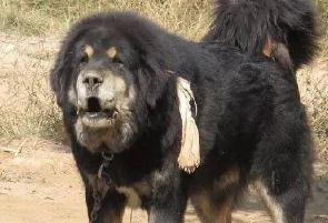 母藏獒多大配種合適