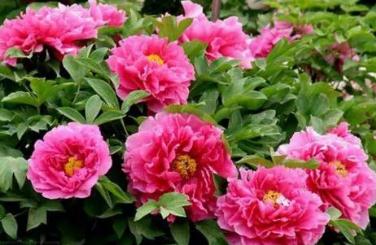 牡丹花什么季節開 牡丹是春季開放的花對嗎