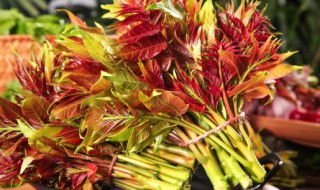 秋天種香椿種子可以嗎（香椿種子怎樣播種）