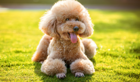 泰迪掉牙以后能活幾年