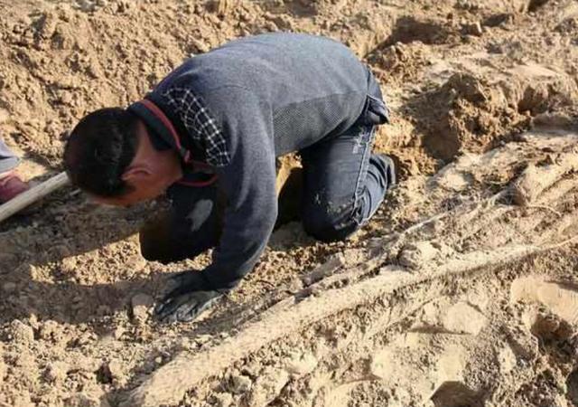 朱元璋的陵墓（明孝陵在哪里 為什么沒(méi)人敢盜）