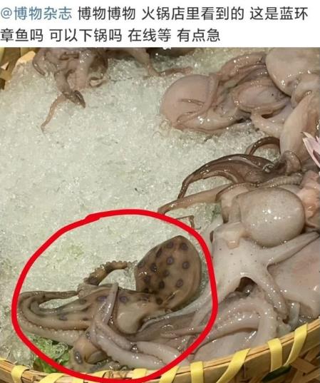 網友稱吃火鍋遇劇毒藍環章魚,其毒性強被咬一口即可致命