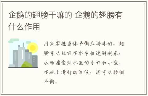 企鵝的翅膀干嘛的 企鵝的翅膀有什么作用