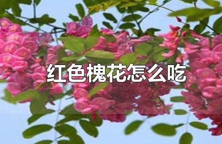 紅色槐花能吃嗎（紅色槐花怎么吃）