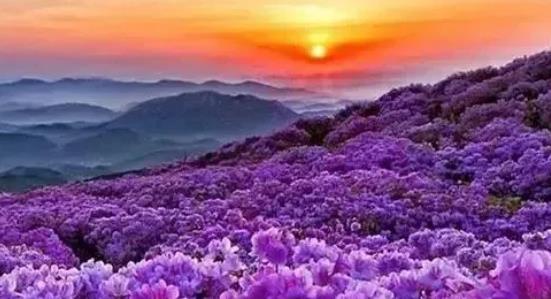 雞西市春季賞花去哪里 推薦雞西市春季賞花好去處