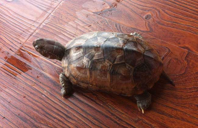 養(yǎng)烏龜是聚財(cái)還是破財(cái) 養(yǎng)烏龜招財(cái)?shù)娘L(fēng)水禁忌