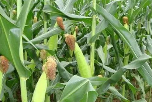 玉米先抽穗還是先出棒,玉米先抽穗還是先出棒子
