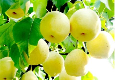 梨的來歷故事 關(guān)于梨的歷史故事