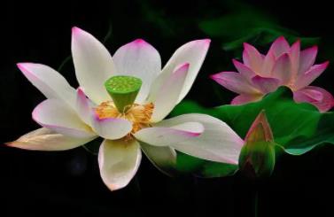 荷花什么季節(jié)開(kāi)的 荷花具體是什么季節(jié)開(kāi)的