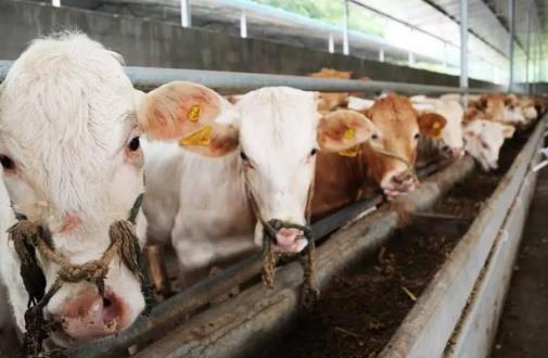 養(yǎng)殖業(yè)國家扶持的項目有哪些(國家扶持的養(yǎng)殖項目有哪些)