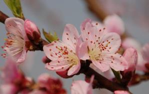 桃花在哪個(gè)季節(jié)開 桃花是什么季節(jié)開的