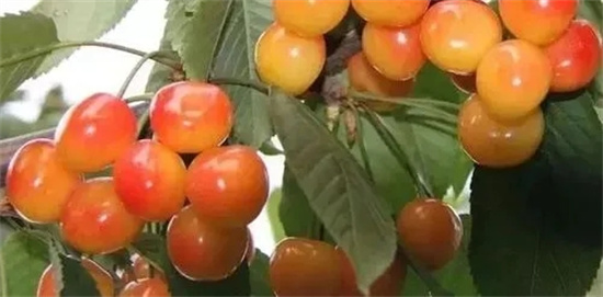 淄博有哪些特色水果 山東淄博的特產(chǎn)介紹
