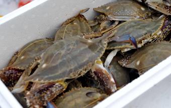 梭子蟹養殖的還是野生的 梭子蟹的習性及養殖條件