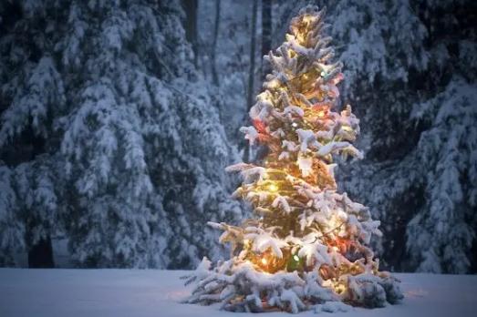 圣誕樹是什么樹（圣誕樹的來歷）