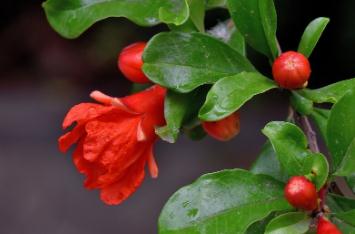 石榴花是什么季節開的 石榴花的春季開放嗎