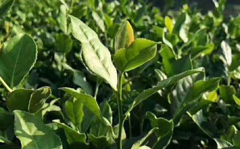 鐵觀音屬于什么茶 鐵觀音是哪種茶