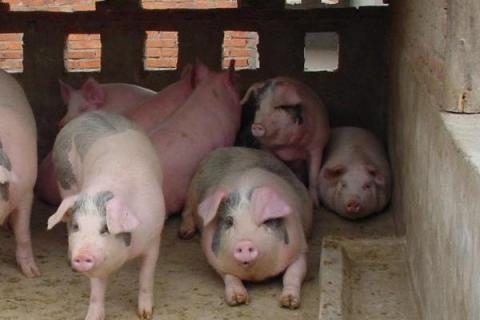 獸用消炎藥有哪些？獸用消炎殺菌的藥大全及介紹資料