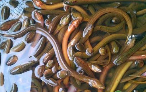 黃鱔養(yǎng)殖技術(shù)要點有哪些？黃鱔養(yǎng)殖技術(shù)簡介