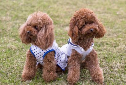 泰迪寵物狗多少錢 小型寵物狗多少錢一只