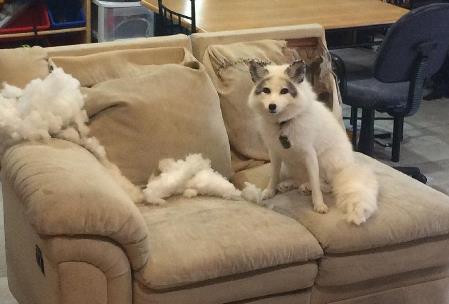 寵物狐貍好養嗎？寵物狐貍飼養注意事項有哪些？