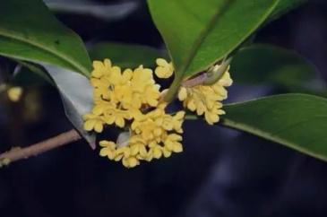 桂花是什么季節開放 桂花具體是什么季節開放