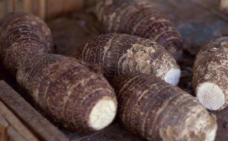 小芋頭的作用與功效有哪些  小芋頭功效和作用介紹