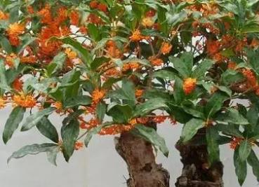 盆栽丹桂的養殖方法，盆栽丹桂的六個步驟