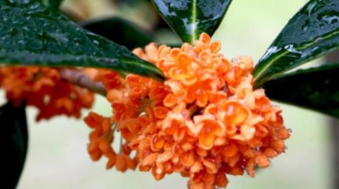 如何盆栽丹桂？丹桂盆栽的養殖方法